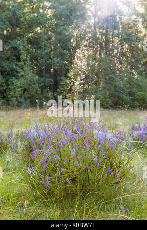 De beaux rayons de soleil illuminant purple heather (Calluna vulgaris) ou bruyère commune dans un pré autorisation Modèle : N° des biens : Non. Banque D'Images