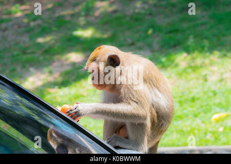 Le singe mange les tomates alors qu'il était assis sur le capot. Banque D'Images