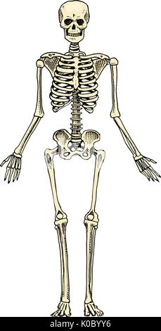 La biologie humaine, l'anatomie. illustration gravée à la main dans de vieux croquis et de l'esprit vintage. silhouette squelette. Les os du corps. Illustration de Vecteur
