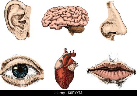 La biologie humaine, l'anatomie des organes. illustration gravée à la main dans de vieux croquis et de l'esprit vintage. kiss détaillée face ou des lèvres et des oreilles, des yeux ou de la vue, avec le nez. Illustration de Vecteur