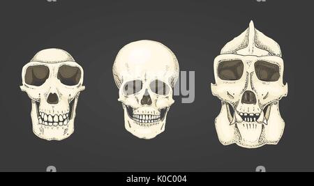 Les droits et le chimpanzé, le gorille. biologie et l'anatomie. illustration gravée à la main dans de vieux croquis et de l'esprit vintage. crâne de singe ou les os ou squelette silhouette. Vue de face ou visage. Illustration de Vecteur
