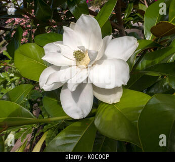 Magnolia grandiflora ferruginea, le sud de magnolia, en fleurs. Les fleurs sont très parfumées avec un parfum de citron, et d'attirer beaucoup d'insectes. Banque D'Images