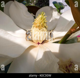 Les guêpes sur les fleurs de Magnolia grandiflora ferruginea, le sud de magnolia.Hghly fleurs parfumées attirent les insectes en raison d'un fort parfum de citron Banque D'Images