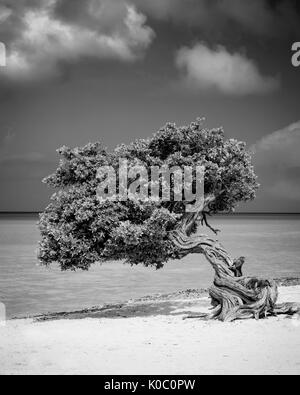 Fototi (arbre altéré souvent confondu avec Divi Divi) sur la plage d'Aruba, Antilles Banque D'Images