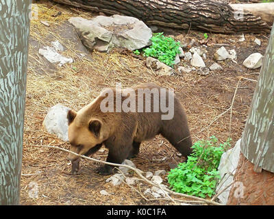 Ours brun dans le parc de Skansen, Stockholm, Suède Banque D'Images