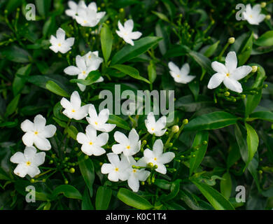 Gerdenia (Gardenia jasminoides Jasmin Crape), de fleurs blanches avec des feuilles vertes Banque D'Images