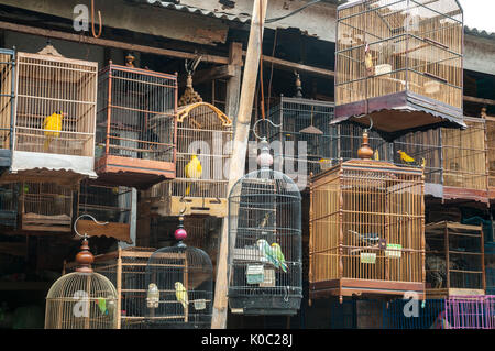 Les cages en bois plein d'oiseaux sur le marché d'animaux et d'oiseaux à Denpasar, dans le Sud de Bali, Indonésie. Banque D'Images