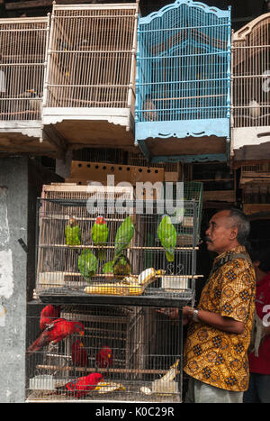 Les cages en bois plein d'oiseaux sur le marché d'animaux et d'oiseaux à Denpasar, dans le Sud de Bali, Indonésie. Banque D'Images