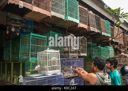 Les clients d'admirer les oiseaux dans le marché d'animaux et d'oiseaux à Denpasar, dans le Sud de Bali, Indonésie. Banque D'Images