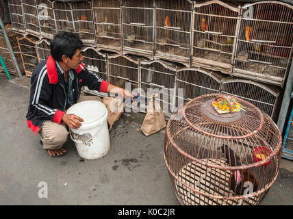 Les cages en bois plein d'oiseaux sur le marché d'animaux et d'oiseaux à Denpasar, dans le Sud de Bali, Indonésie. Banque D'Images