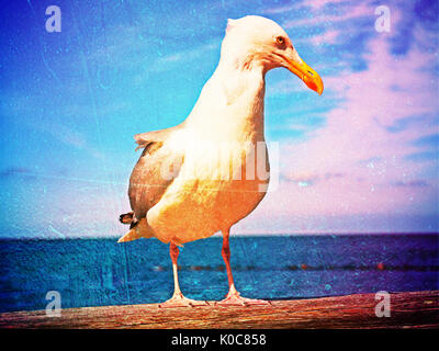 L'effet de grain de film. Seagull près rester sur rampes en bois. Grand oiseau à la caméra en Banque D'Images