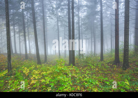 Buchenwald im Herbst, Schweiz Banque D'Images