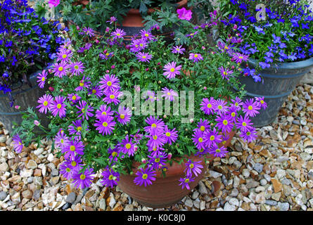 Plantes à fleurs d'été bleu et violet brachyscome lobelia en pots sur gravier décoratif patio. Banque D'Images