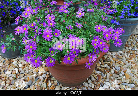 Plantes à fleurs d'été bleu et violet brachyscome lobelia en pots sur gravier décoratif patio. Banque D'Images