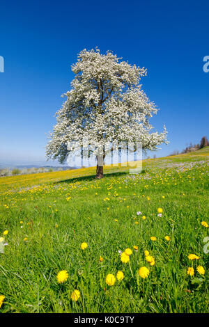Blühender Birnbaum im Frühling, Schweiz Banque D'Images