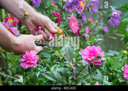 Le deadheading jardinier fleurs Dahlia avec snip dans un jardin anglais. UK Banque D'Images