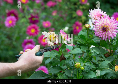 Le deadheading jardinier fleurs Dahlia avec snip dans un jardin anglais. UK Banque D'Images