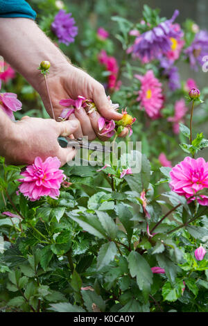 Le deadheading jardinier fleurs Dahlia avec snip dans un jardin anglais. UK Banque D'Images