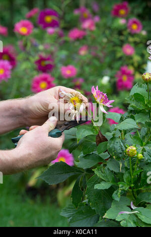 Le deadheading jardinier fleurs Dahlia avec snip dans un jardin anglais. UK Banque D'Images