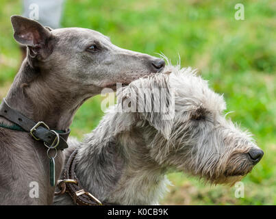 La Barlow Hunt Dog Show - Portrait d'un Whippet et un chien couché rugueux lucher Banque D'Images