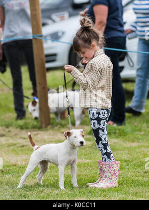 La Barlow Hunt Dog Show - terrier dans le ring d'exposition d'être handeled par une jeune fille Banque D'Images