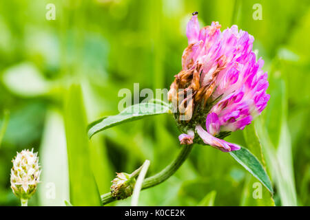 Détail de fleurs de trèfle violet petit croissant dans l'herbe verte. Banque D'Images