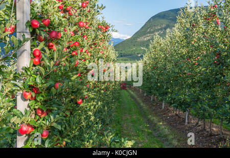 Vue vers le bas l'idyllique les vergers du Trentin-Haut-Adige, Italie. Val di Non, un vaste verger au coeur du nord - ouest du Trentin, Italie Banque D'Images