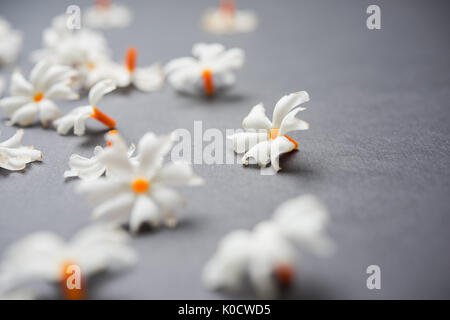 Nyctanthes arbor-tristis ou Parijat ou prajakt fleur que l'on trouve généralement dans l'Inde, l'Asie Banque D'Images