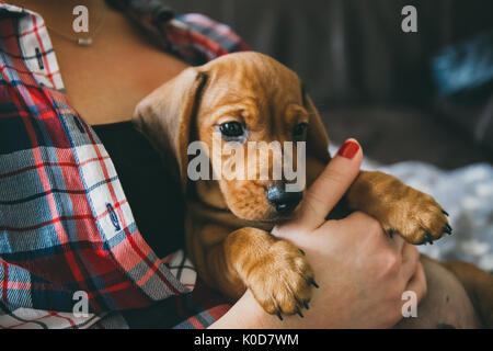 2 mois dachshund puppy pose confortablement dans les mains de son propriétaire Banque D'Images