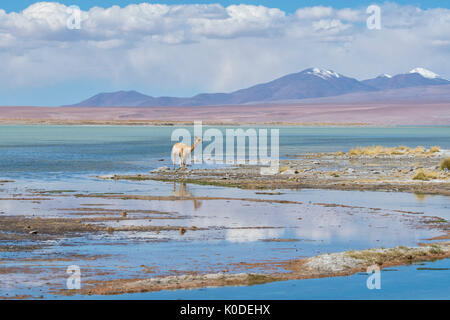 L'Amérique du Sud, Andes, l'Altiplano, Bolivie,Termas de Polques, Vicuna Banque D'Images