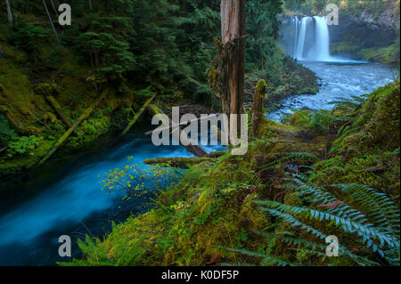 McKenzie River,Forêt nationale de Willamette,des cascades, Oregon, USA, Banque D'Images