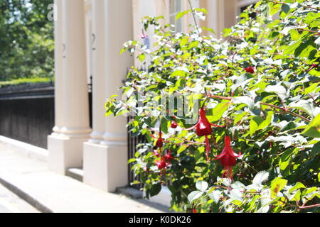 Bush Fuchsia en face d'une maison londonienne Banque D'Images