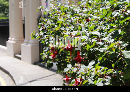 Bush fuchsia en face d'une maison londonienne Banque D'Images