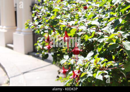 Bush Fuchsia en face d'une maison londonienne Banque D'Images