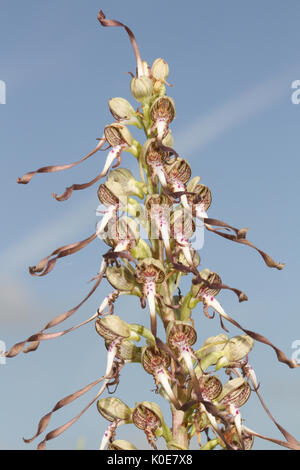 Une rare (Himantoglossum hircinum). Banque D'Images