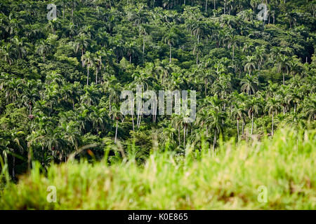 Cuba Roystonea regia, communément connue sous le nom de palmier royal de Cuba dans une forêt dans la vallée de Bacunayagua près de Matanzas, une île des Caraïbes sous communis Banque D'Images