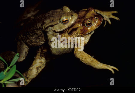 Le crapaud commun, Bufo bufo accouplement, étang, eau, paire en amplexus. Banque D'Images