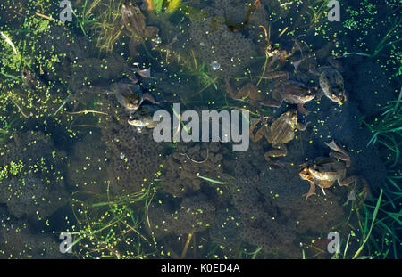 Les grenouilles (Rana temporaria) grenouille - avec des touffes de frayer dans l'étang, au-dessus, le développement du cycle de vie Banque D'Images