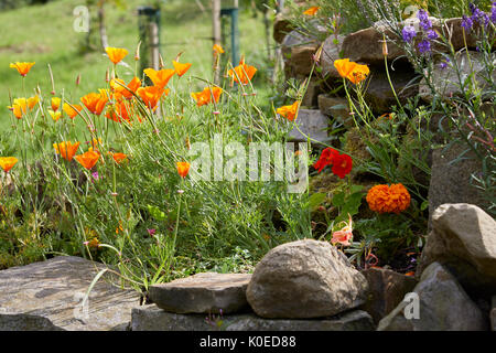 Coquelicots de Californie de plus en rocaille. Nidderdale, Yorkshire du Nord Banque D'Images