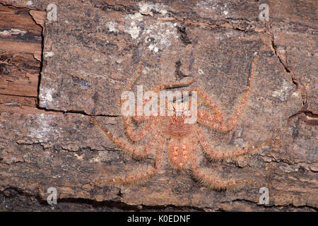 Huntsman Spider, Heteropoda davidbowie, du quartier de Cameron Highlands en Malaisie péninsulaire et nommé en l'honneur du chanteur David Bowie, référence Banque D'Images