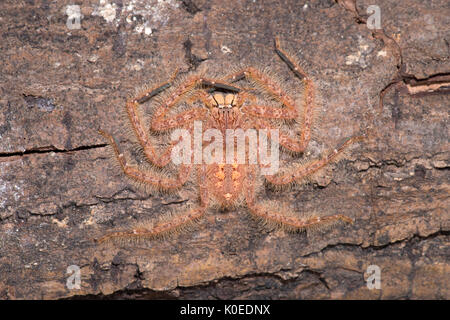 Huntsman Spider, Heteropoda davidbowie, du quartier de Cameron Highlands en Malaisie péninsulaire et nommé en l'honneur du chanteur David Bowie, référence Banque D'Images