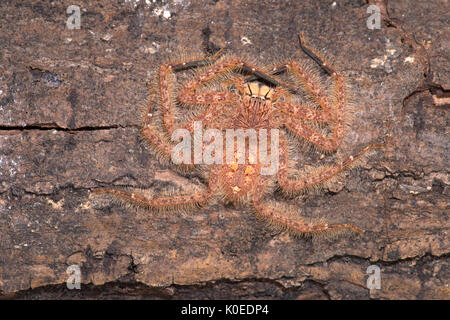 Huntsman Spider, Heteropoda davidbowie, du quartier de Cameron Highlands en Malaisie péninsulaire et nommé en l'honneur du chanteur David Bowie, référence Banque D'Images