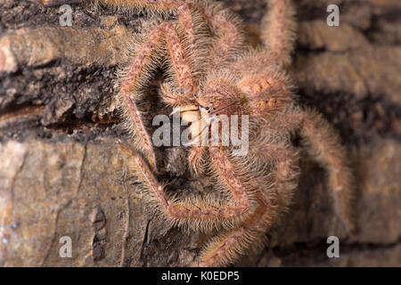 Huntsman Spider, Heteropoda davidbowie, du quartier de Cameron Highlands en Malaisie péninsulaire et nommé en l'honneur du chanteur David Bowie, référence Banque D'Images