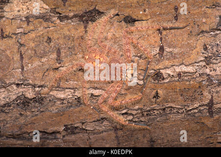 Huntsman Spider, Heteropoda davidbowie, du quartier de Cameron Highlands en Malaisie péninsulaire et nommé en l'honneur du chanteur David Bowie, référence Banque D'Images