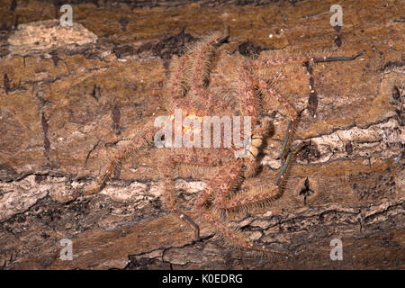 Huntsman Spider, Heteropoda davidbowie, du quartier de Cameron Highlands en Malaisie péninsulaire et nommé en l'honneur du chanteur David Bowie, référence Banque D'Images