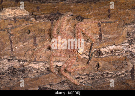 Huntsman Spider, Heteropoda davidbowie, du quartier de Cameron Highlands en Malaisie péninsulaire et nommé en l'honneur du chanteur David Bowie, référence Banque D'Images