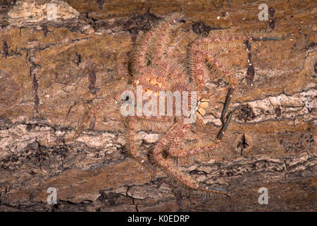 Huntsman Spider, Heteropoda davidbowie, du quartier de Cameron Highlands en Malaisie péninsulaire et nommé en l'honneur du chanteur David Bowie, référence Banque D'Images