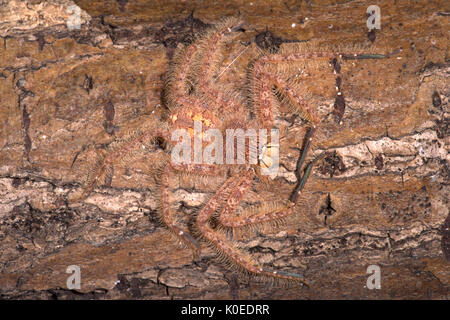 Huntsman Spider, Heteropoda davidbowie, du quartier de Cameron Highlands en Malaisie péninsulaire et nommé en l'honneur du chanteur David Bowie, référence Banque D'Images