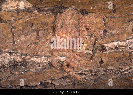 Huntsman Spider, Heteropoda davidbowie, du quartier de Cameron Highlands en Malaisie péninsulaire et nommé en l'honneur du chanteur David Bowie, référence Banque D'Images