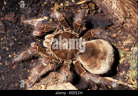 L'alimentation des oiseaux Goliath Spider, Theraphosa blondi, captive, Close up montrant ses pattes articulées, tarantula Banque D'Images